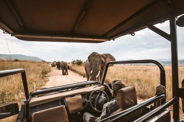 Quelles locations offrent les meilleures expériences de safari photo en savane ?