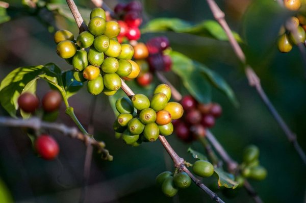 Comment organiser une visite des plantations de café dans la région de la Zona Cafetera en Colombie ?
